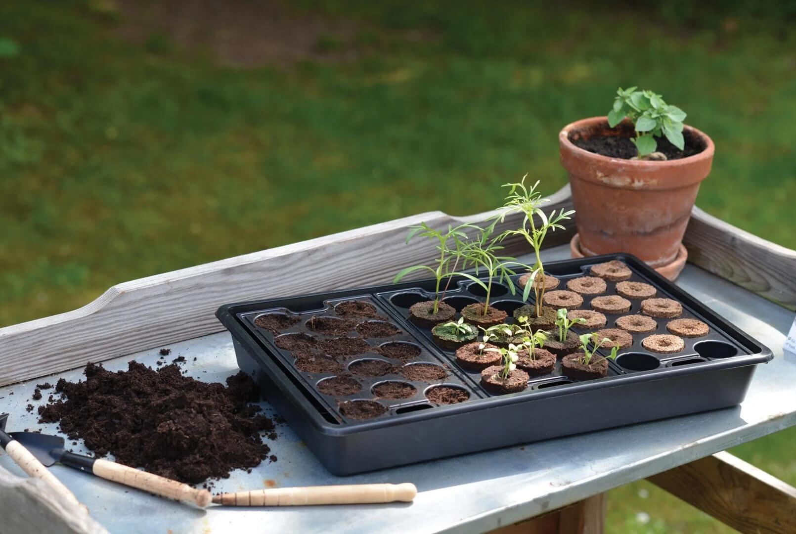 Forspiring af grøntsagsfrø på et bord i haven