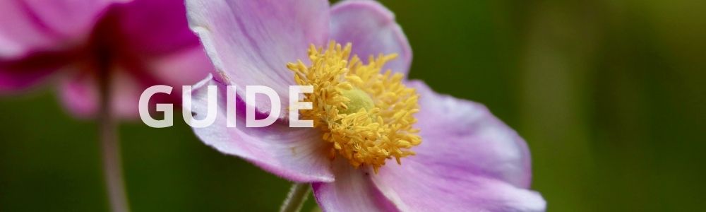 Høstanemoner i haven