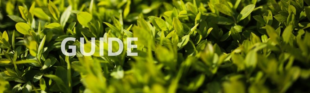 Guide: Hvornår kan man plante ligusterhæk