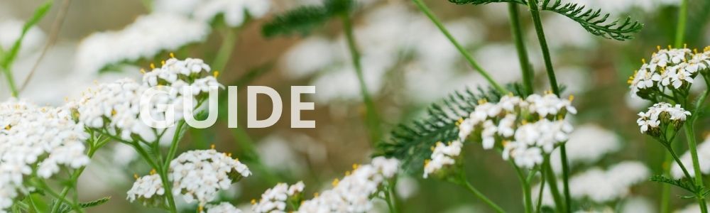 Stauder der blomster hele sommeren
