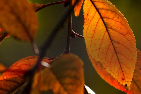 Haven i november guide