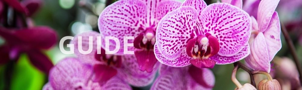 Hvordan passer man en orkide - guide