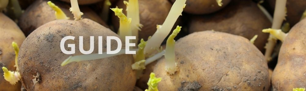 Lægge kartofler i spand – trin-for-trin guide til dyrkning på altan og terrasse