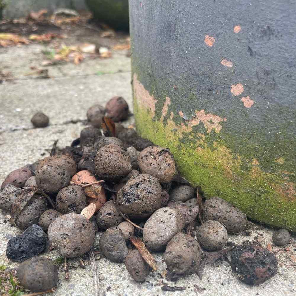 Giv dine planter luft og trivsel med lecakugler