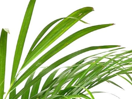 Bladene fra en guldpalme stueplante fra Hobby Haven