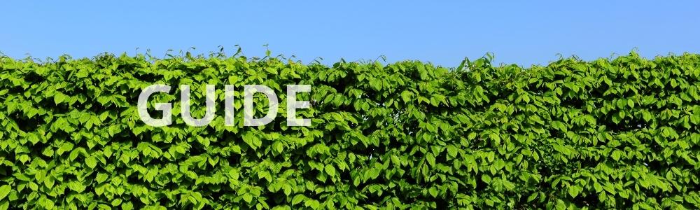 Plantning af hæk – sådan får du en flot, tæt hæk med succes