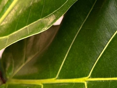 Bladene fra en violfigen stueplante