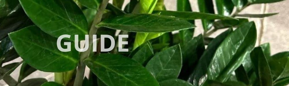 Lykkebregne stueplanter fra Hobby Haven