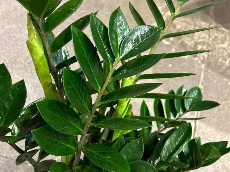 Lykkebregne stueplanter fra Hobby Haven