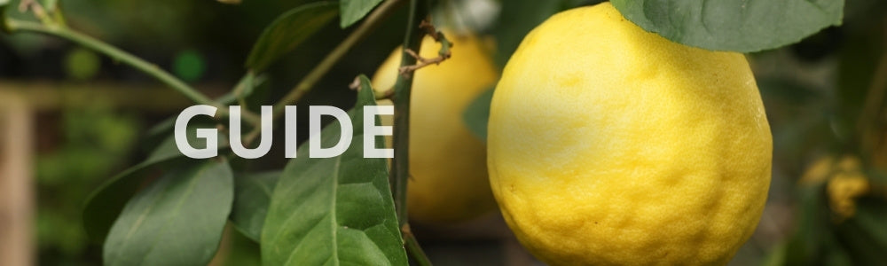 Dyrk citrontræ i drivhus