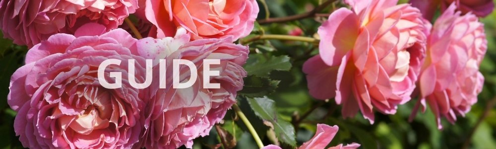 GUIDE: bedste engelske roser