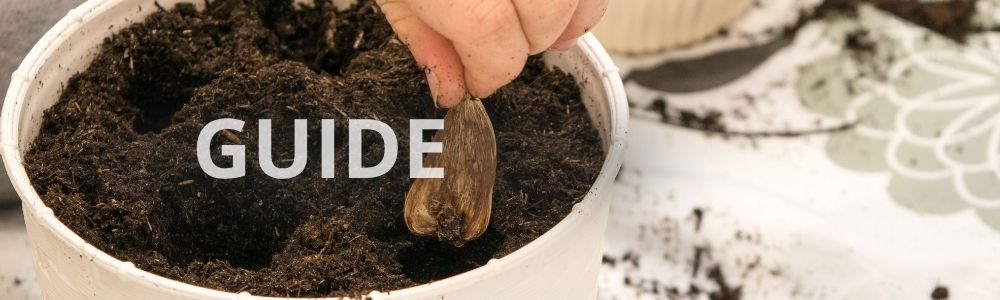 Sådan planter du blomsterløg i krukker