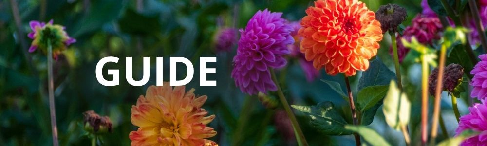 Guide til at forspire dahlia