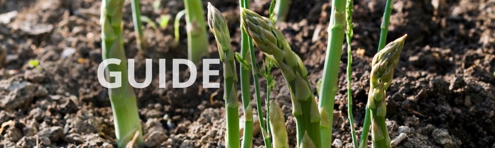 Guide: gødning af asparges