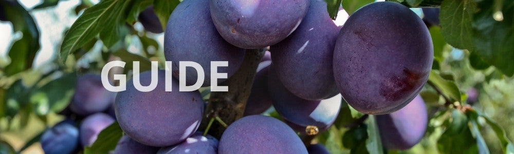 Guide: gødning af blommetræer