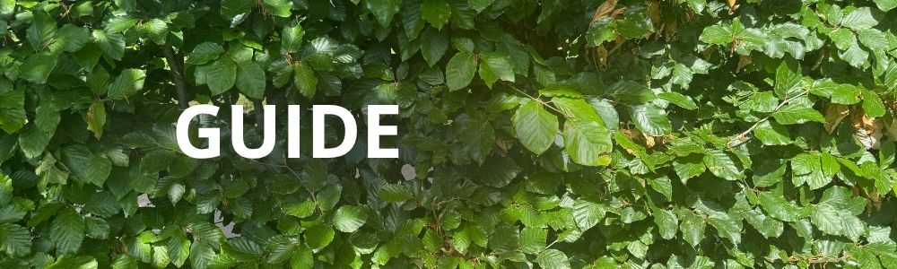 Hvornår planter man barrodsplanter? Guide til den bedste plantetid