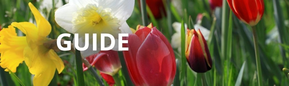 Guide til at plante løgplanter i græsplæne
