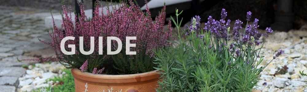 Guide: Få succes med lyng i krukke