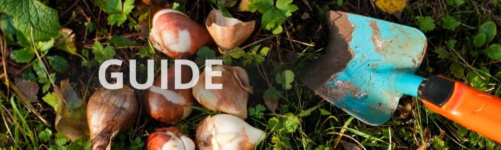 Guide til plantning af blomsterløg i lag
