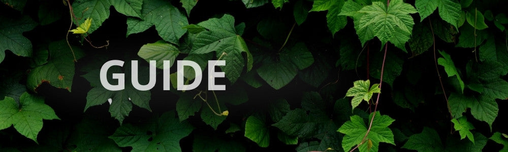 Planter til den lille have - guide