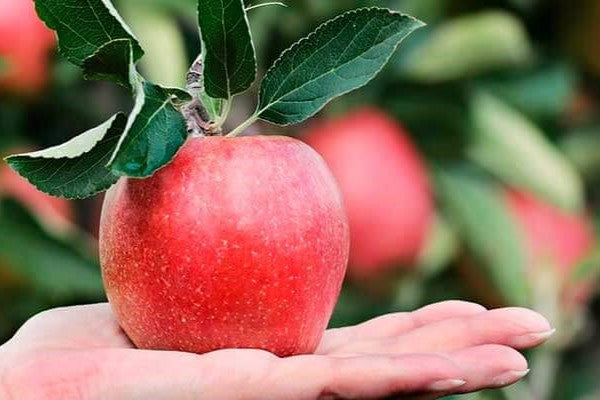 Æble fra eget frugttræ i haven