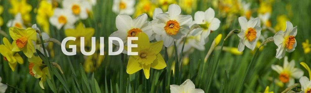 Guide til forårsblomster i haven