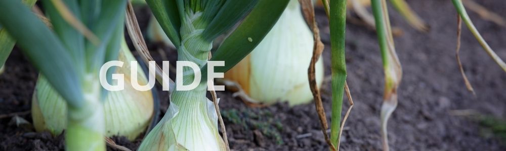 Hvor sent kan man sætte løg - guide