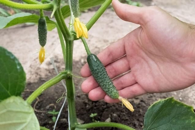 Små agurker på agurkeplante fra Hobby Haven