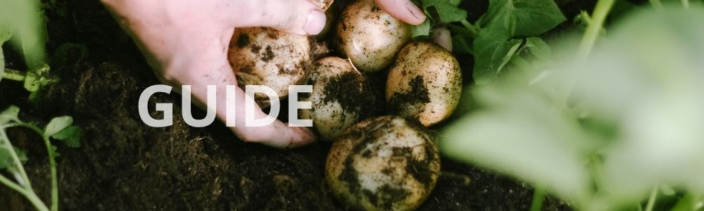 Guide: Hvornår er kartofler klar til høst