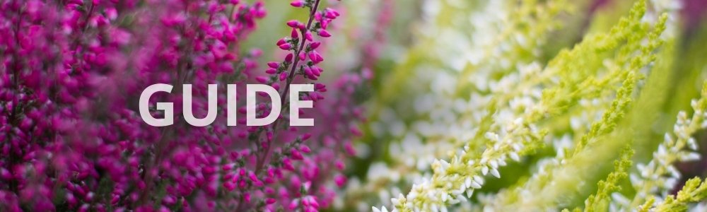 Lyng i haven - Lær at plante, passe og kombinere forskellige lyng