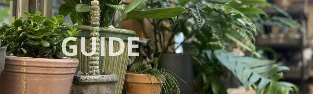 nemmeste stueplanter guide