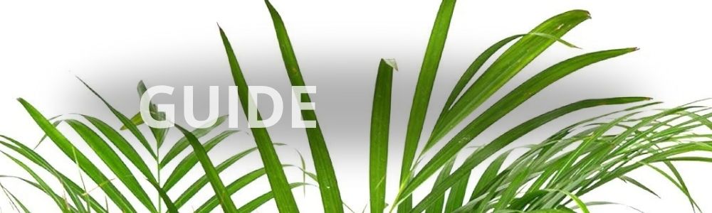 Bladene fra en guldpalme stueplante fra Hobby Haven