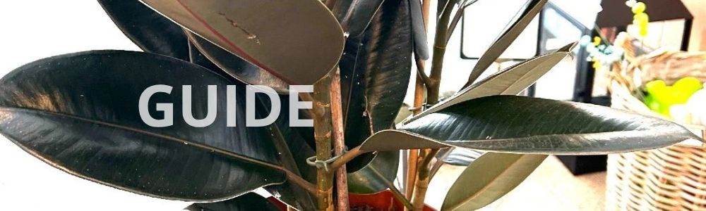 Gummitræ stueplante fra Hobby Haven