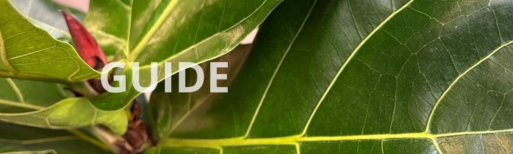 Bladene fra en violfigen stueplante