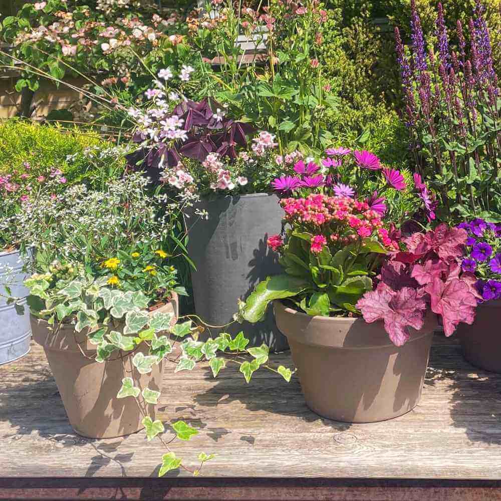 Sådan planter du blomster i krukker – trin for trin