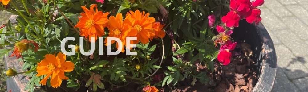Sådan planter du blomster i krukker – trin for trin