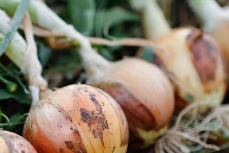 Løg høst fra sætteløg, du kan købe i Hobby Haven