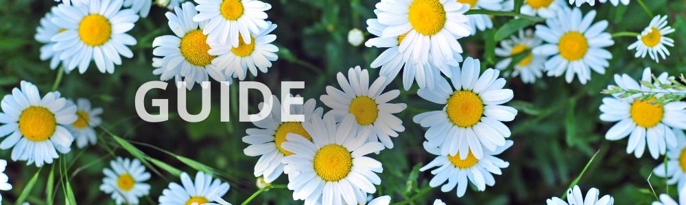 sommerblomster til altankasse