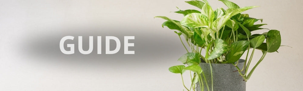 Stueplanter som trives i skyggen