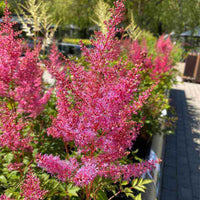 Astilbe