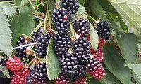 Brombærbusk med modne brombær