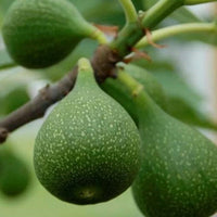 Store, grønne figner hænger på figentræet, klar til modning. Et smukt og frodigt syn, der bringer Middelhavsstemning til haven.