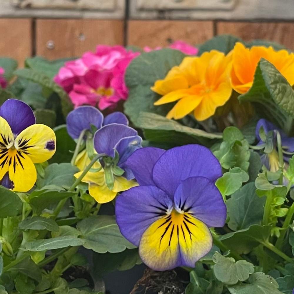 Forårsblomster til krukken og have