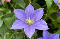 Klematis klatreplante til haven fra Hobby Haven