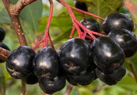 Aronia (surbær) hængende på en bærbusk fra Hobby Haven
