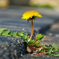 Ukrudt i haven, som kan bekæmpes med varer fra Hobby Haven