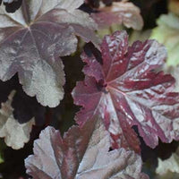 Heuchera alunrod staude fra Hobby Haven
