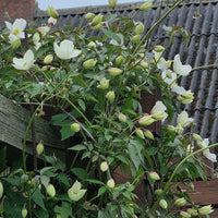 Klatre- og slyngplanter til at skabe liv og bevægelse i haven