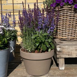 Stauder Til Krukker Find Dine Favoritplanter Nu Hobby Haven Stauder Til Krukker Find Dine Favoritplanter Nu Hobby Haven