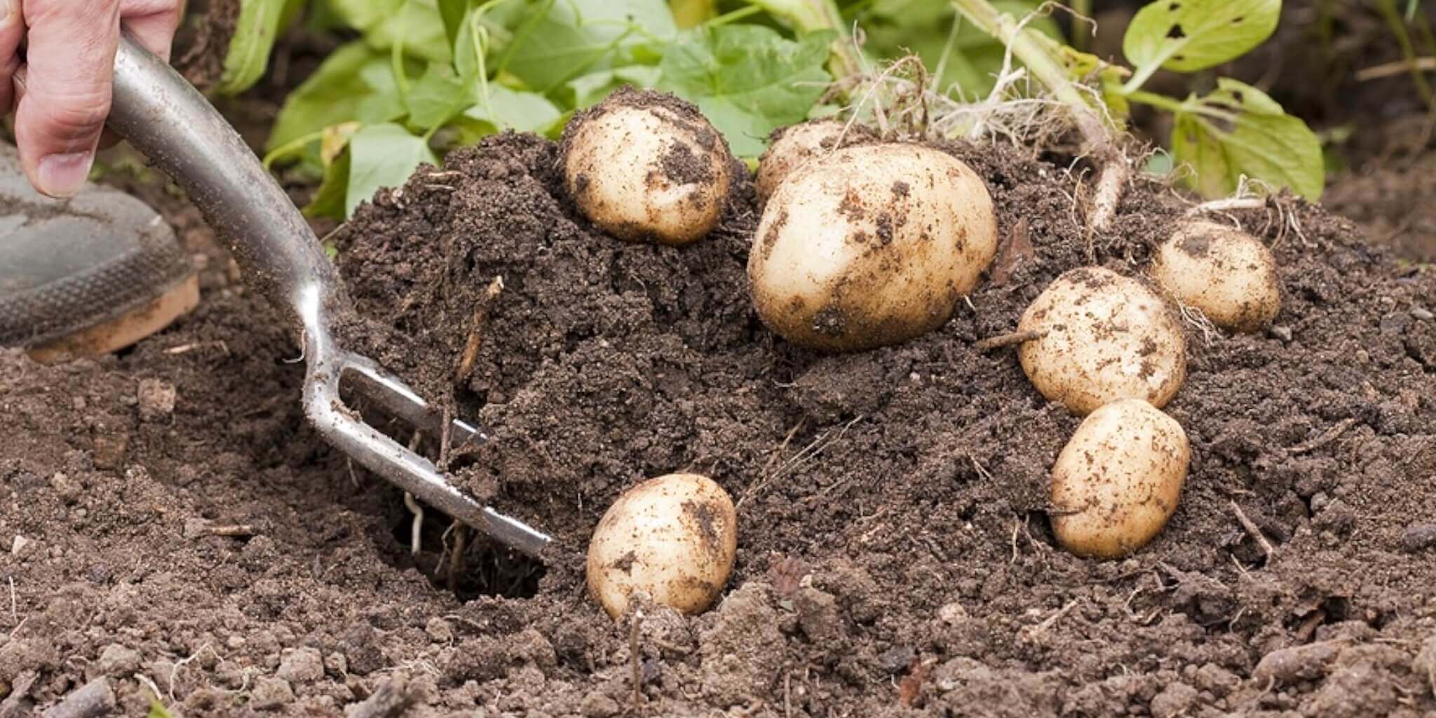 Høst fra læggekartofler, der bliver gravet op fra jorden. Køb kvalitets-læggeskartofler til at plante i din have